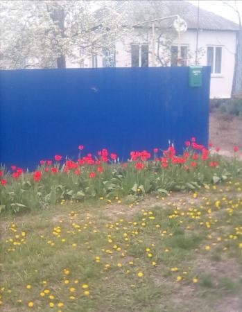 ст. Павловская дома Краснодарский край