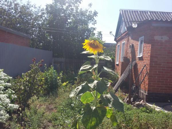 ст. Выселки дома Краснодарский край