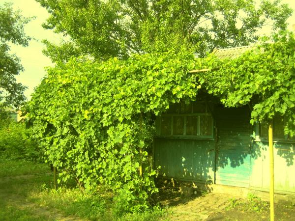 Память Ленина хутор дома Краснодарский край