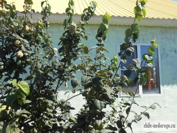 Тамань дома Краснодарский край