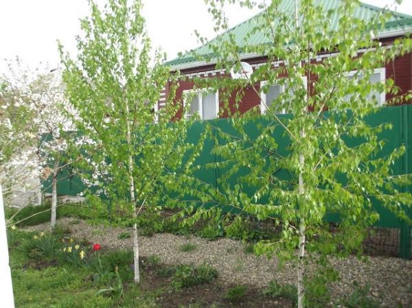 ст. Пластуновская дома Краснодарский край