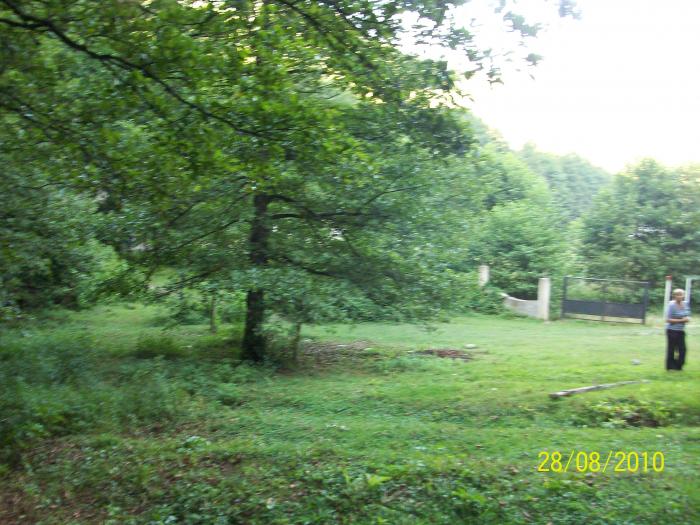 Адлер