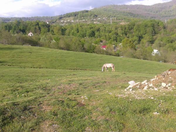 Адлер