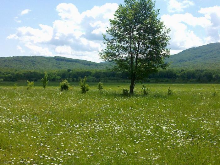 ст. Куринская земельные участки в станицах Кубани, фото