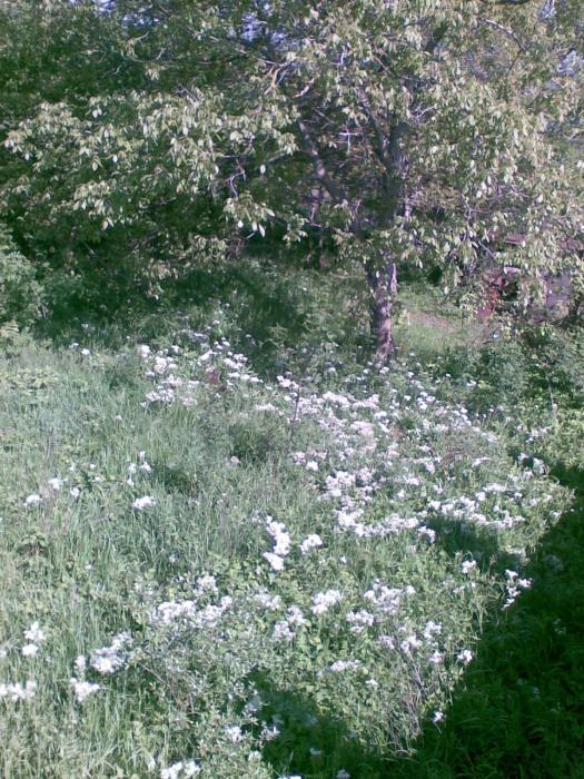 п. Архипо-Осиповка земельные участки в станицах Кубани, фото